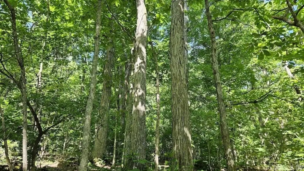 Picture 18