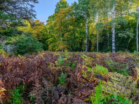 Wooded Land in Pickford, Michigan