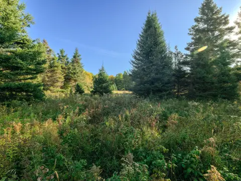 Pickford, MI 10-Acre Buildable Land