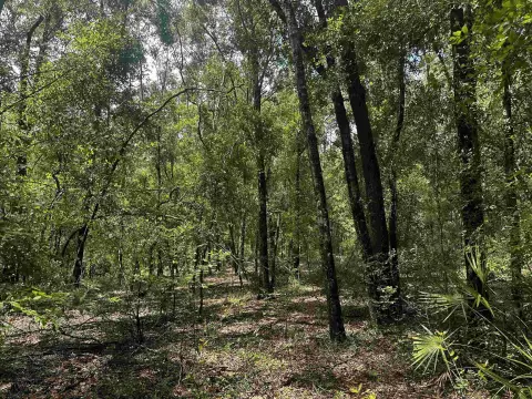 Wooded Parcel in Lee, Florida