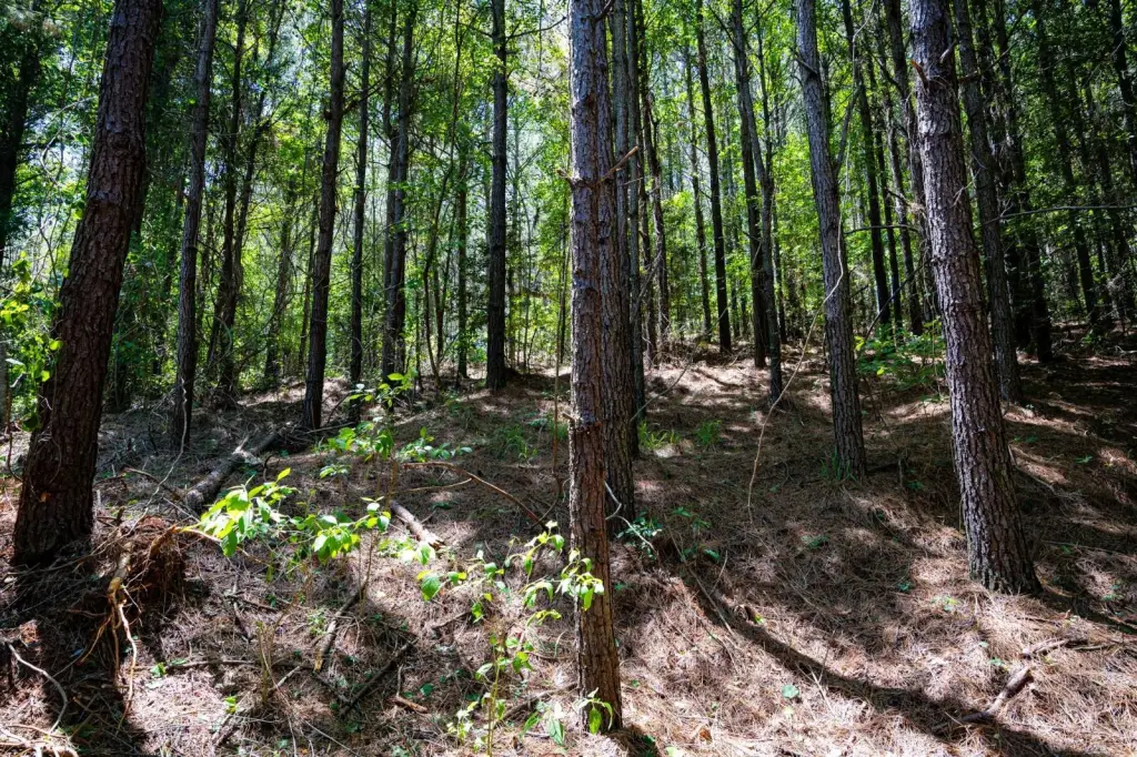 Picture 11
