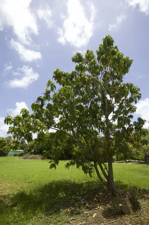 Picture 45