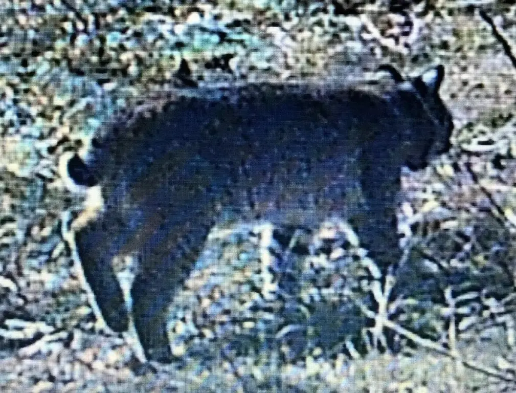 Picture 18
