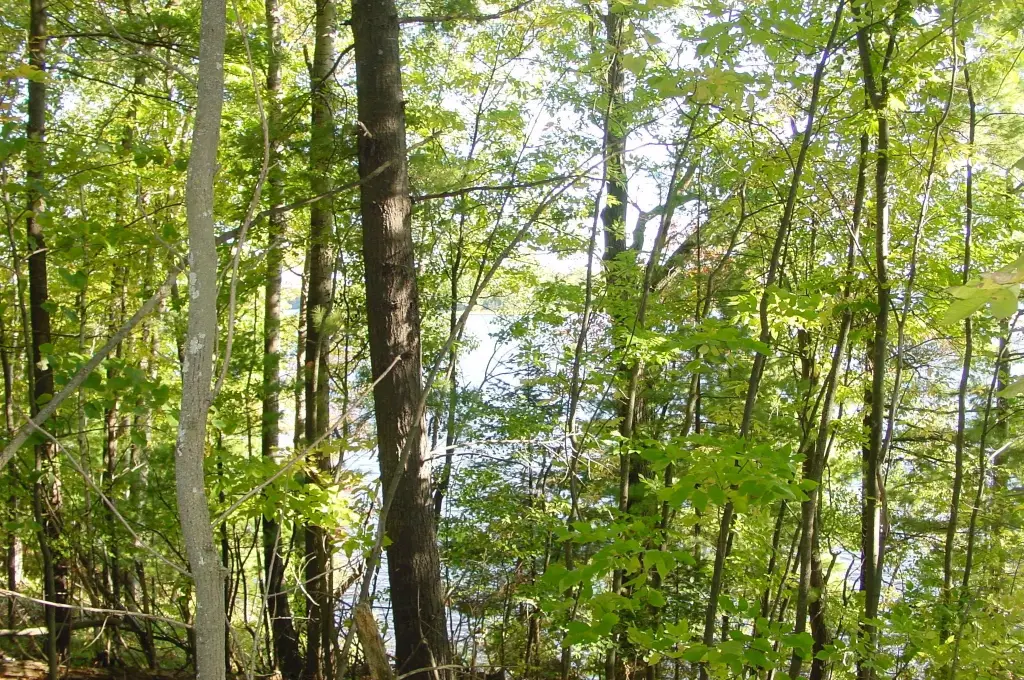 Picture 15