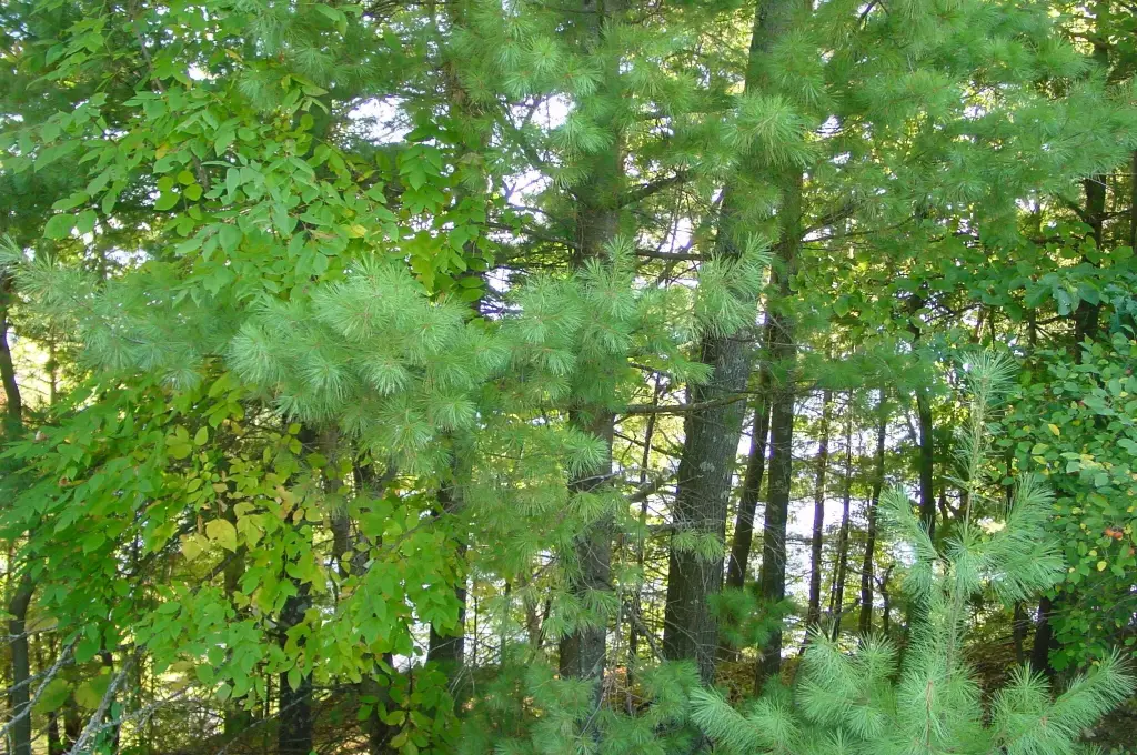 Picture 9