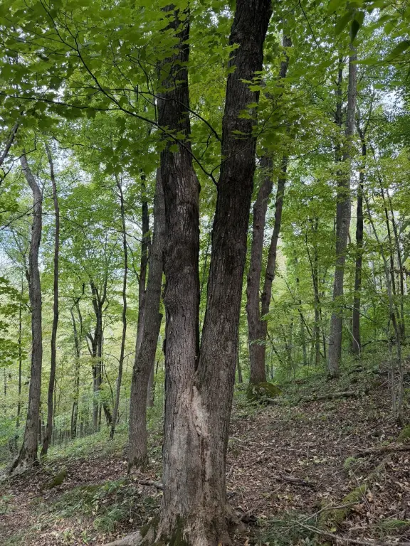 Picture 31