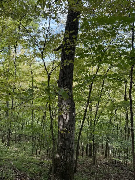Picture 34