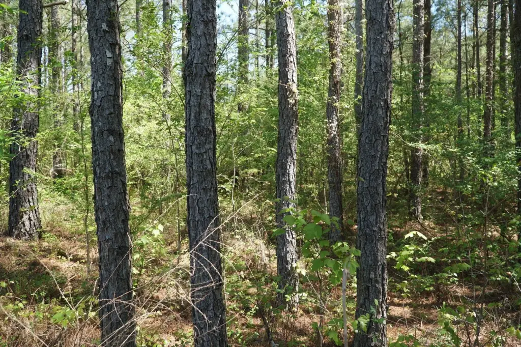 Picture 5