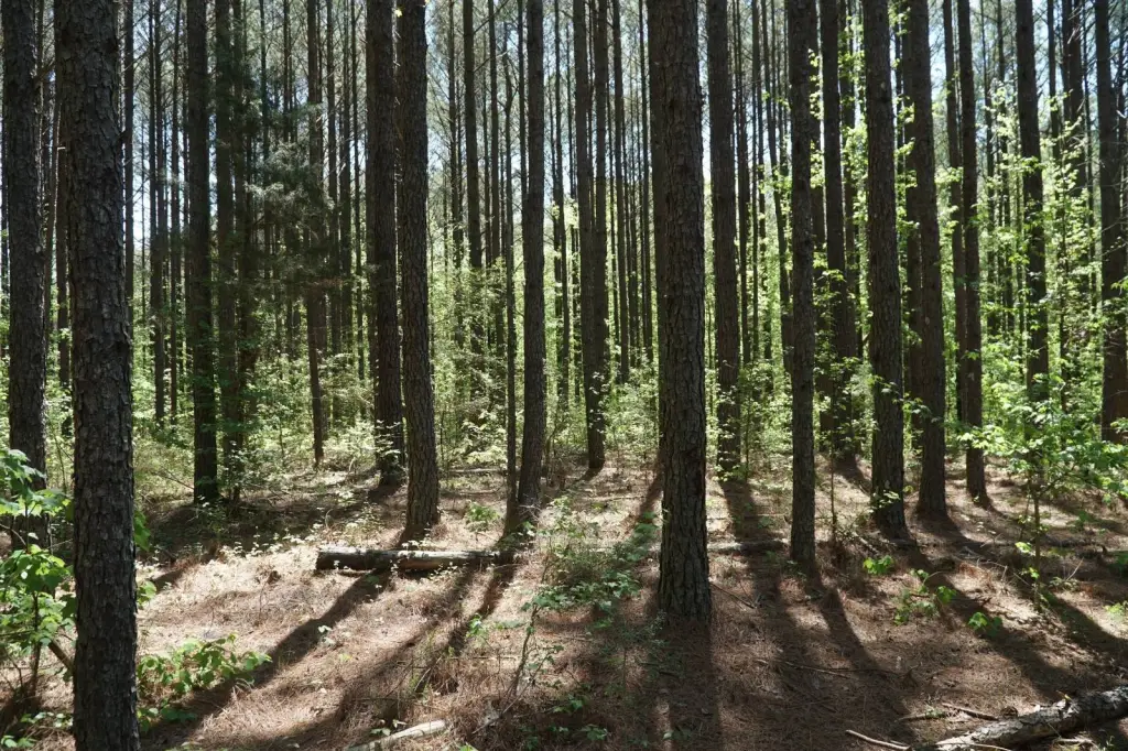 Picture 7