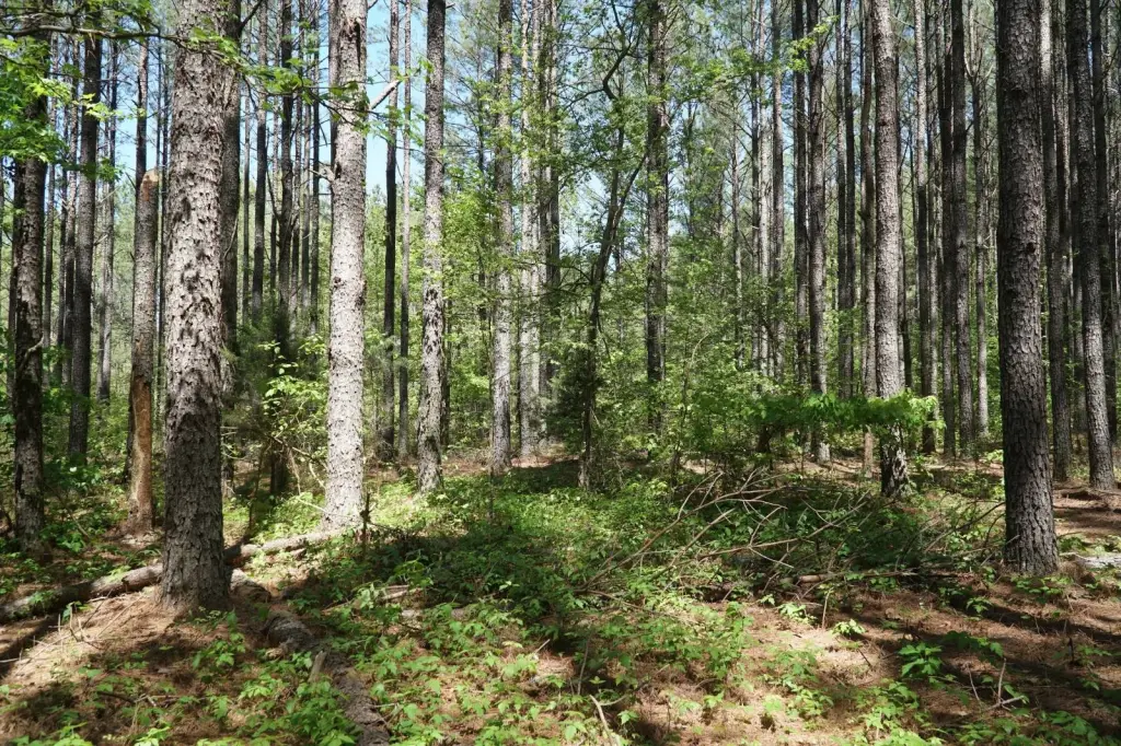 Picture 21