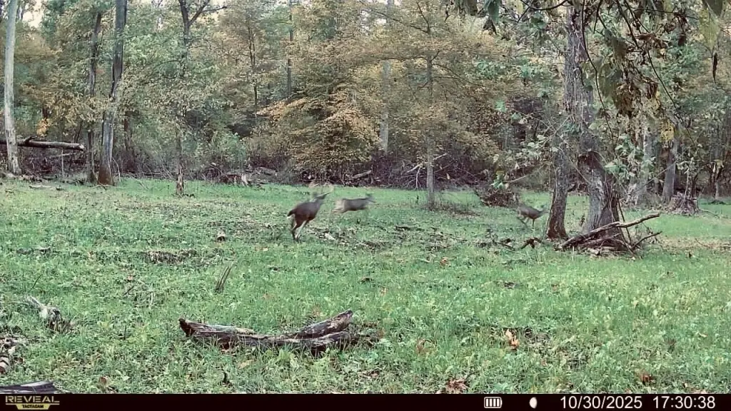 Picture 21