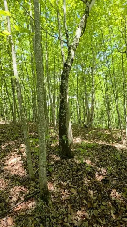 Picture 21