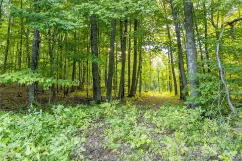 Mature Timber Hunting Land