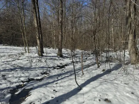 Wooded Land in Moatsville, WV