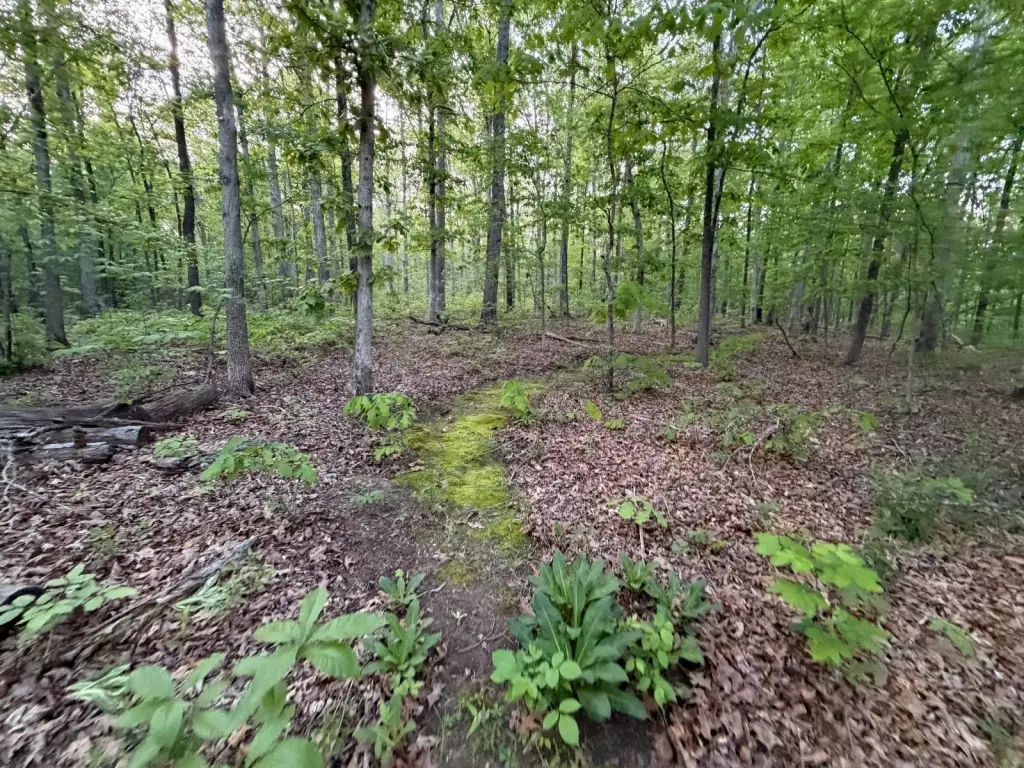Picture 41