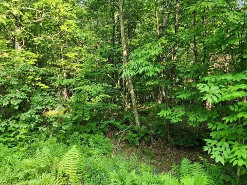 Wooded Waterfront Land