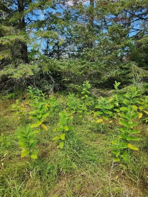 Picture 21