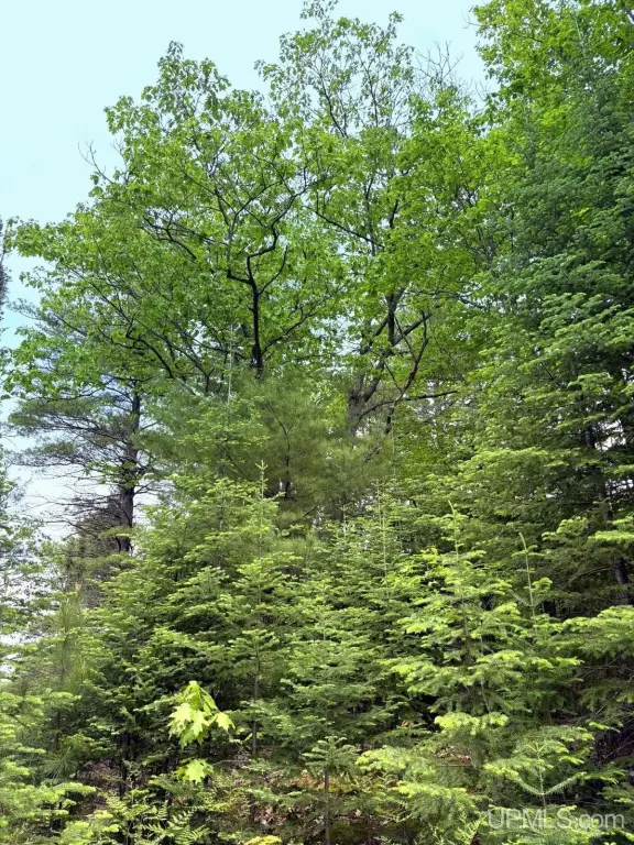 Picture 36