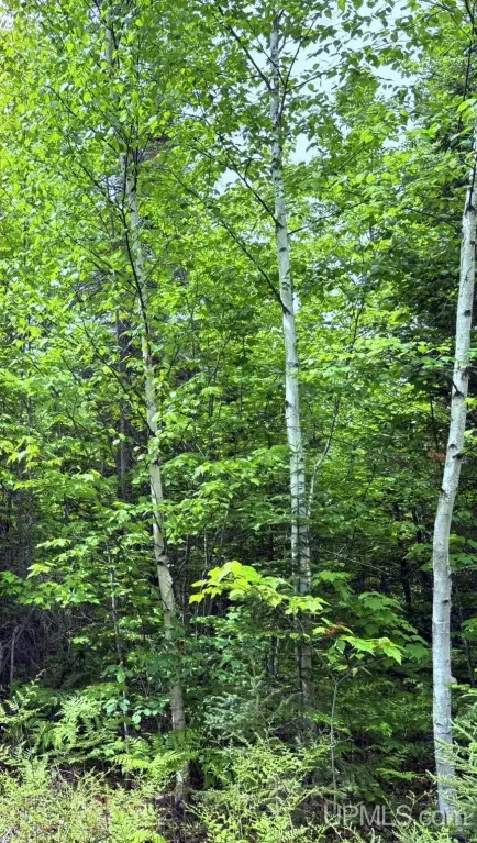 Picture 28