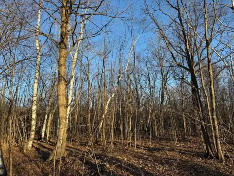 Door County Wooded Acreage