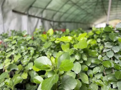 Land in Naples, Florida