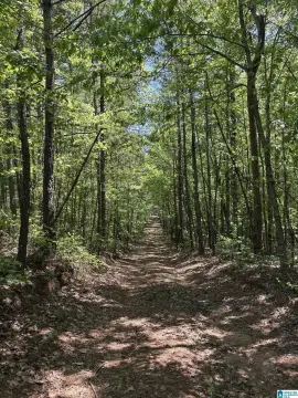 Wooded Hunting Land With Creek