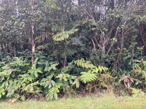 Land in Native Hawaiian Forest