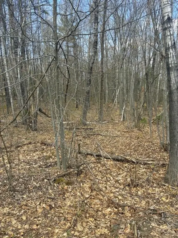 Picture 5
