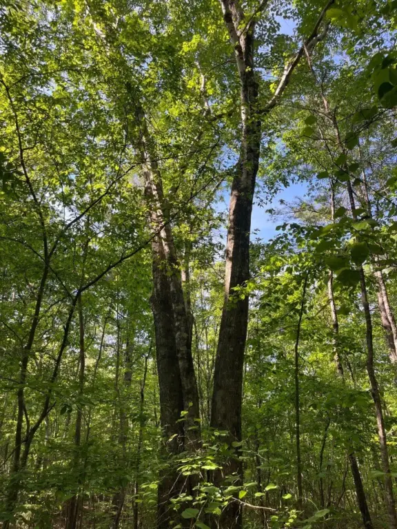 Picture 28