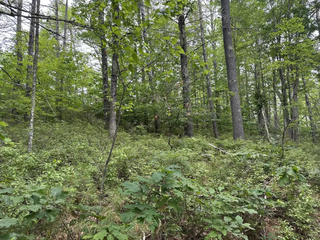 Picture 9