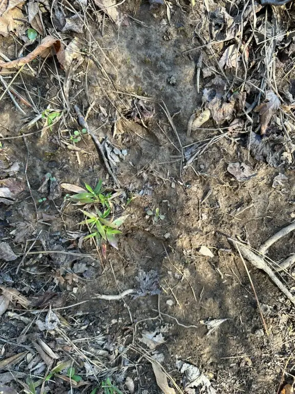 Picture 41