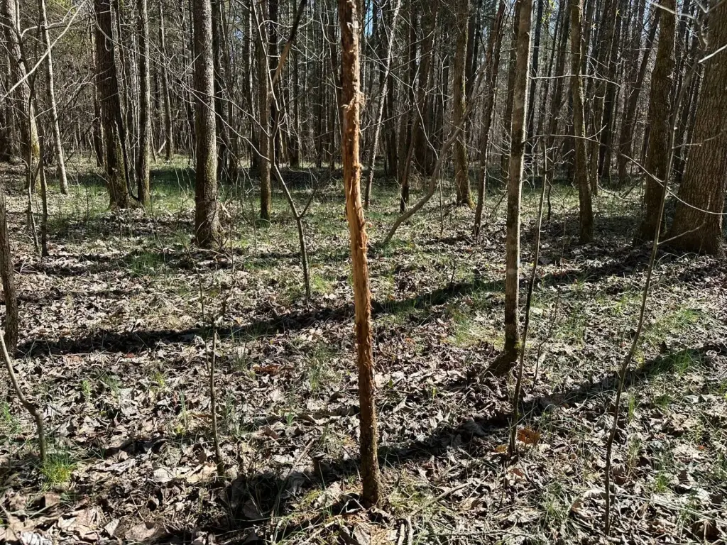 Picture 39