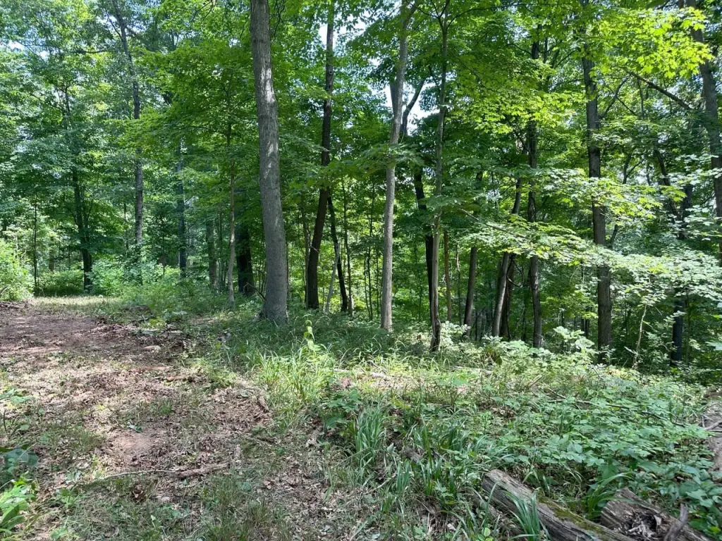 Picture 5