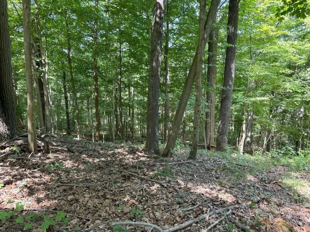 Picture 6