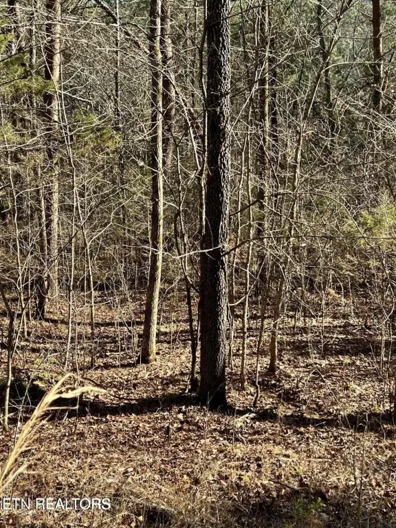 Picture 5