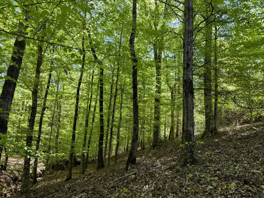 Picture 8