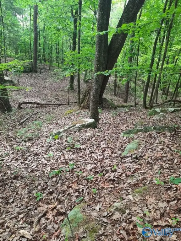 Picture 5
