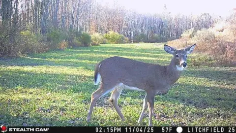 84 Acres of Hunting Land