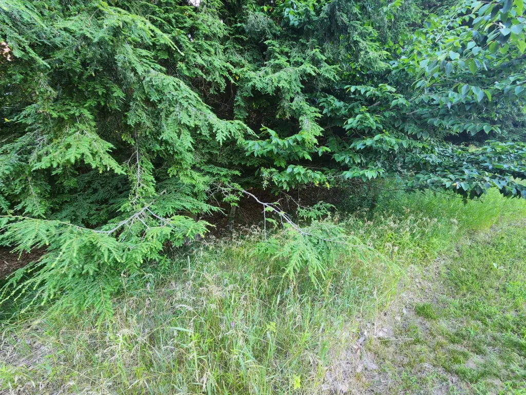 Picture 8