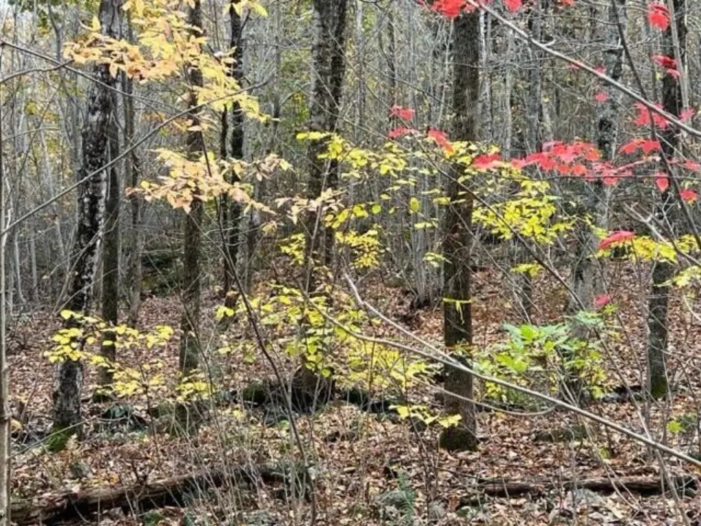 Picture 5