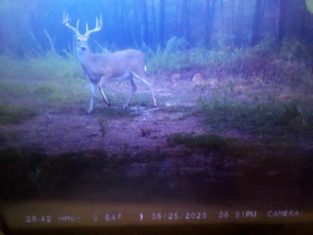 Picture 13