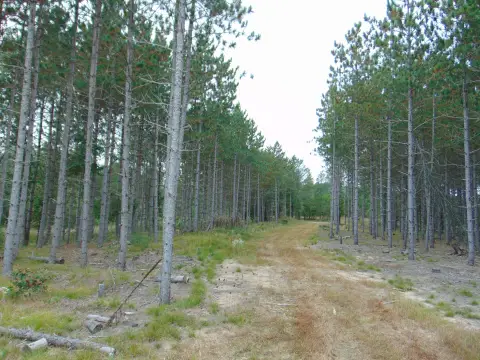 Secluded 80-Acre Wildlife Haven