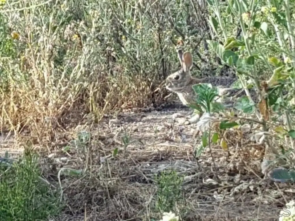Picture 24