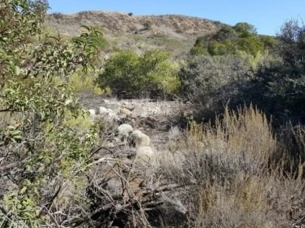 Picture 25