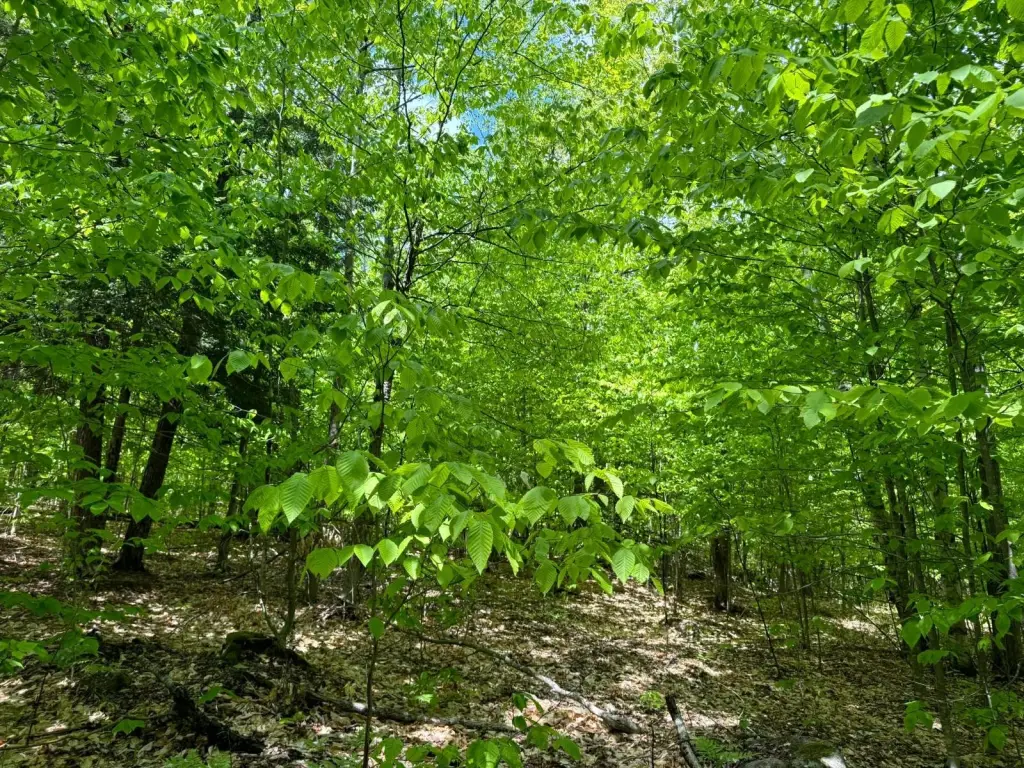 Picture 8