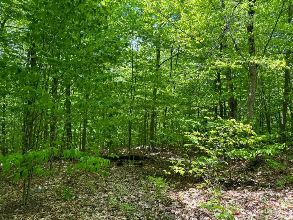 Picture 5