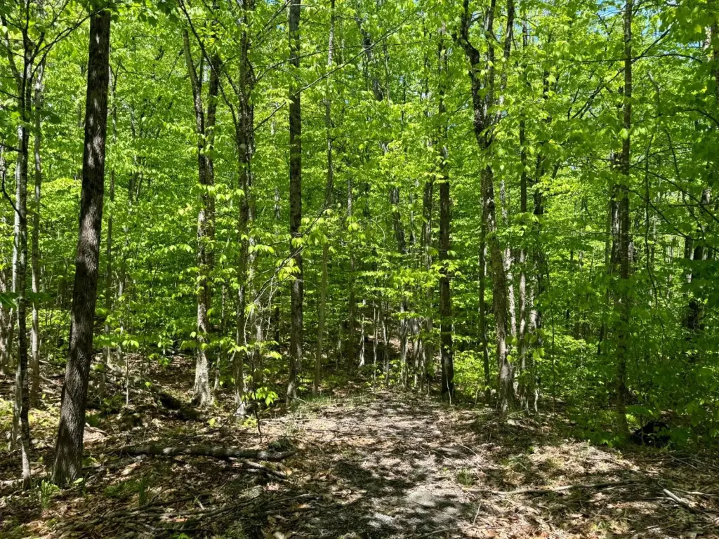Picture 6