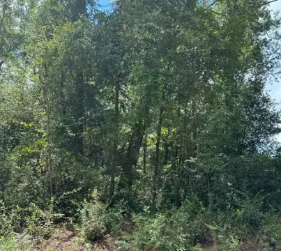 Wooded Recreational Land
