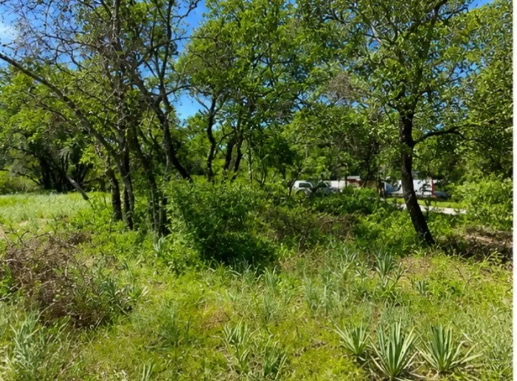 Picture 5