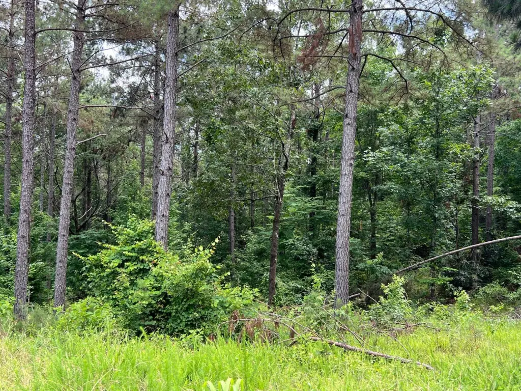Picture 23